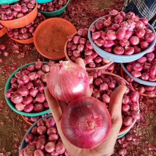 Nashik Onion